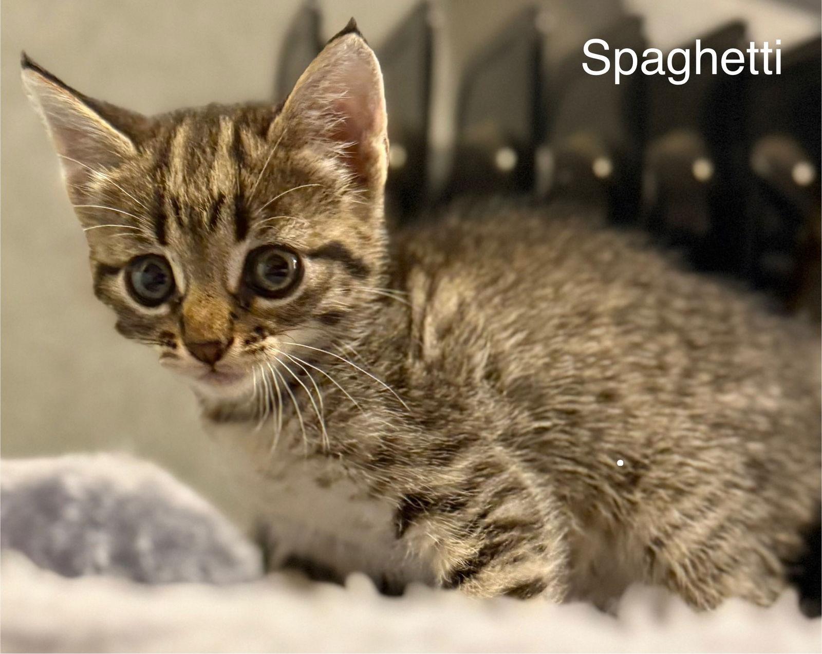 Enlarge Spaghetti (now Rosee Posee) (Pasta Litter), a Adopted Domestic Long Hair in Mattoon, IL image 1/1