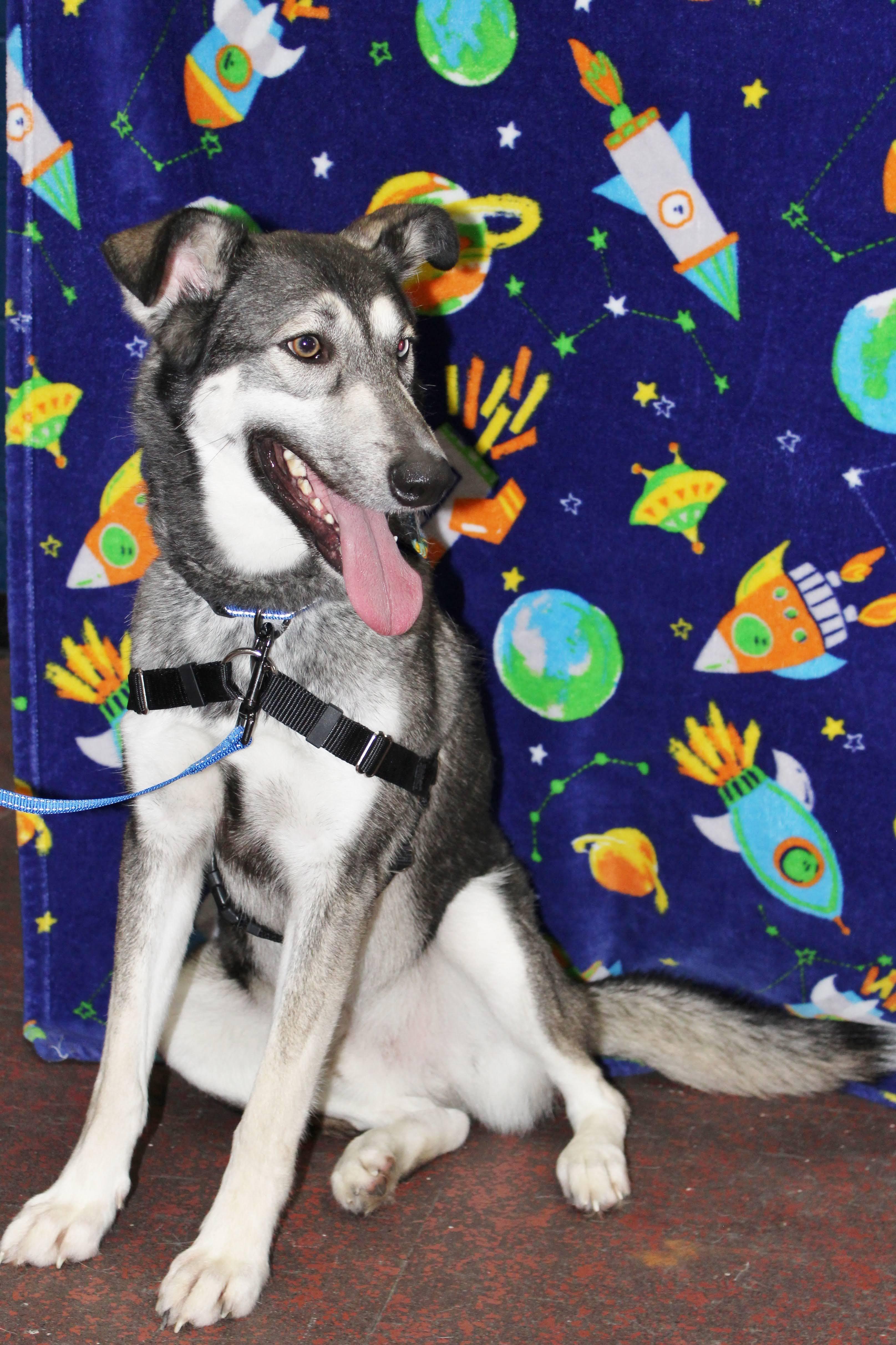 Cosmos, Adopted, Adult Male German Shepherd Dog.