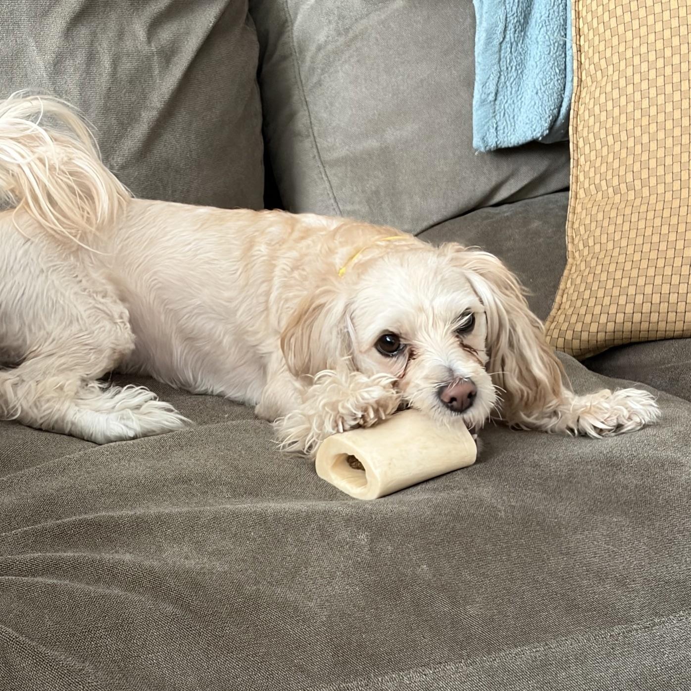 Enlarge Lacy, an adopted mixed breed in Detroit, MI image 4/6