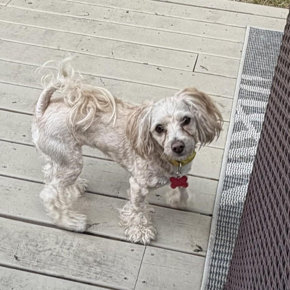 Enlarge Lacy, an adopted mixed breed in Detroit, MI image 5/6