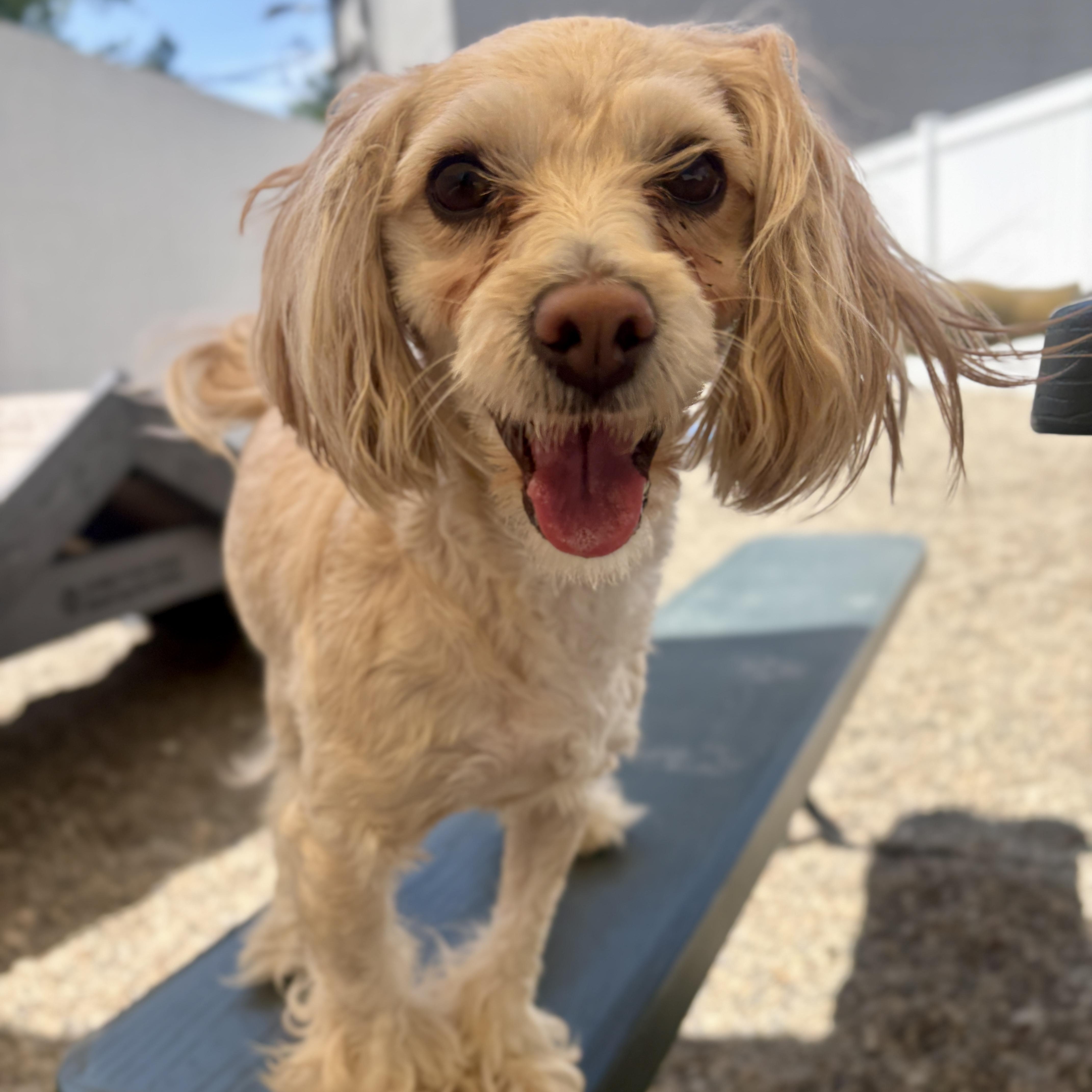 Enlarge Lacy, an adopted mixed breed in Detroit, MI image 1/6