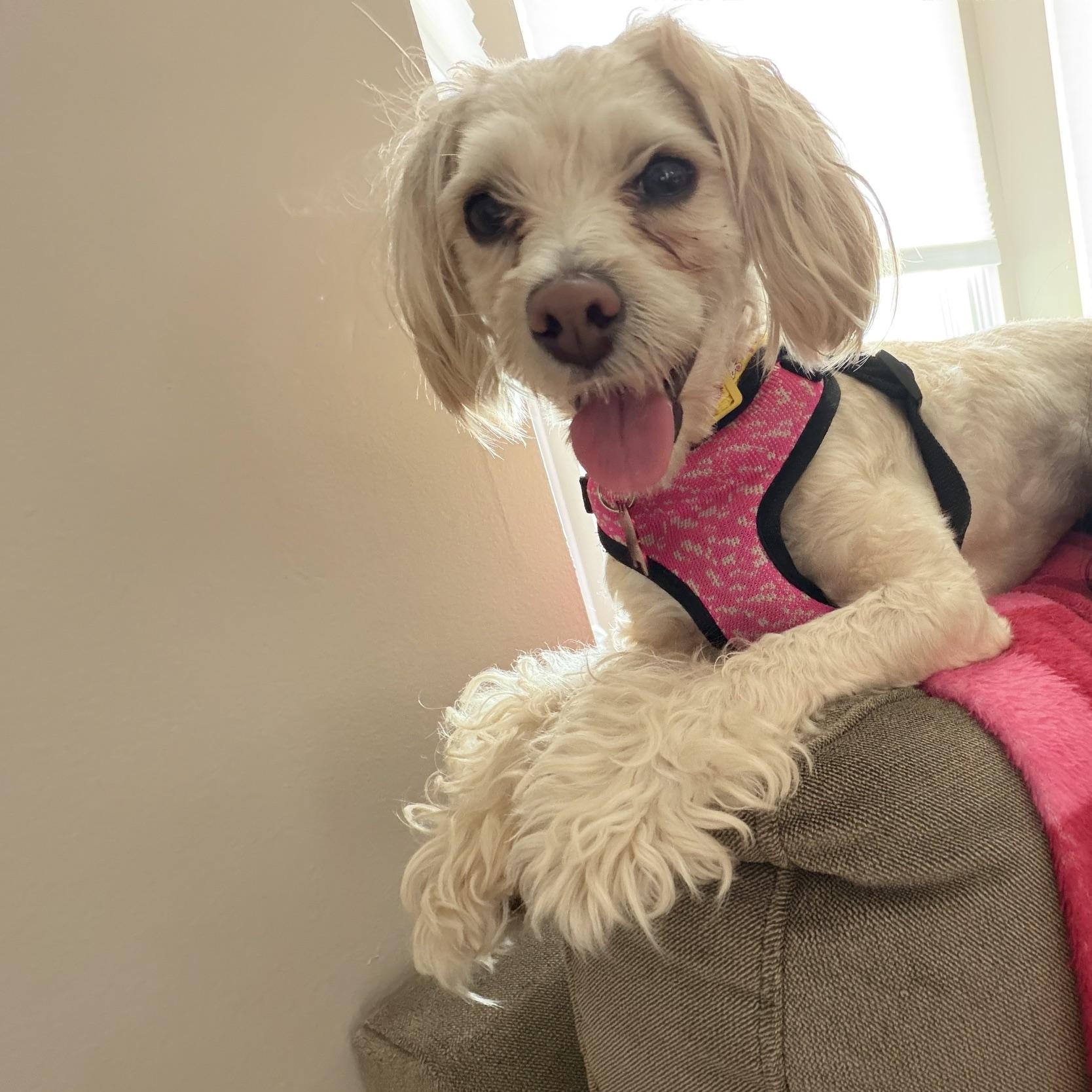 Enlarge Lacy, an adopted mixed breed in Detroit, MI image 6/6