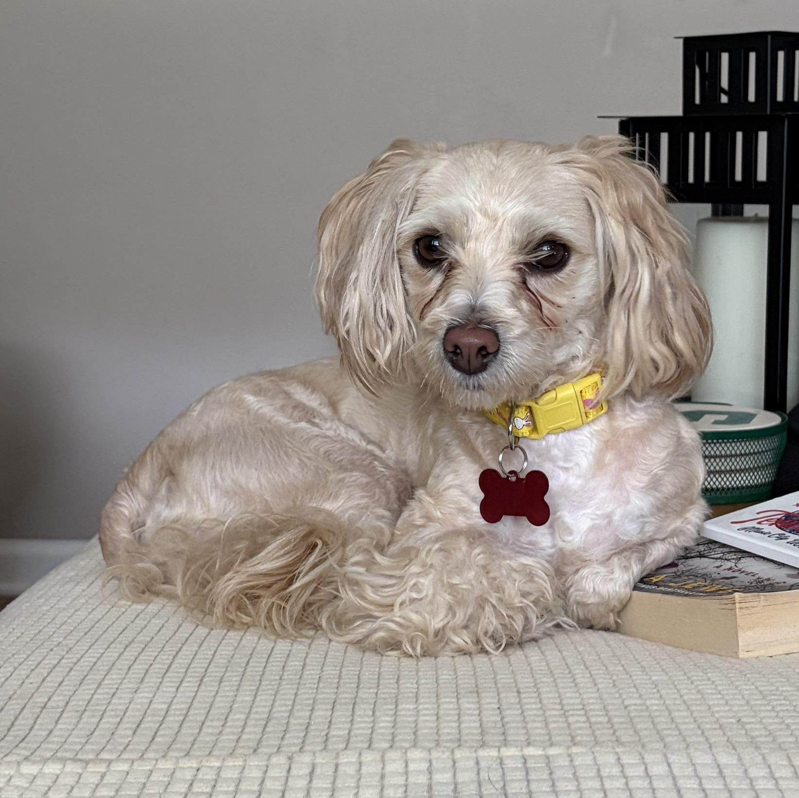 Enlarge Lacy, an adopted mixed breed in Detroit, MI image 2/6