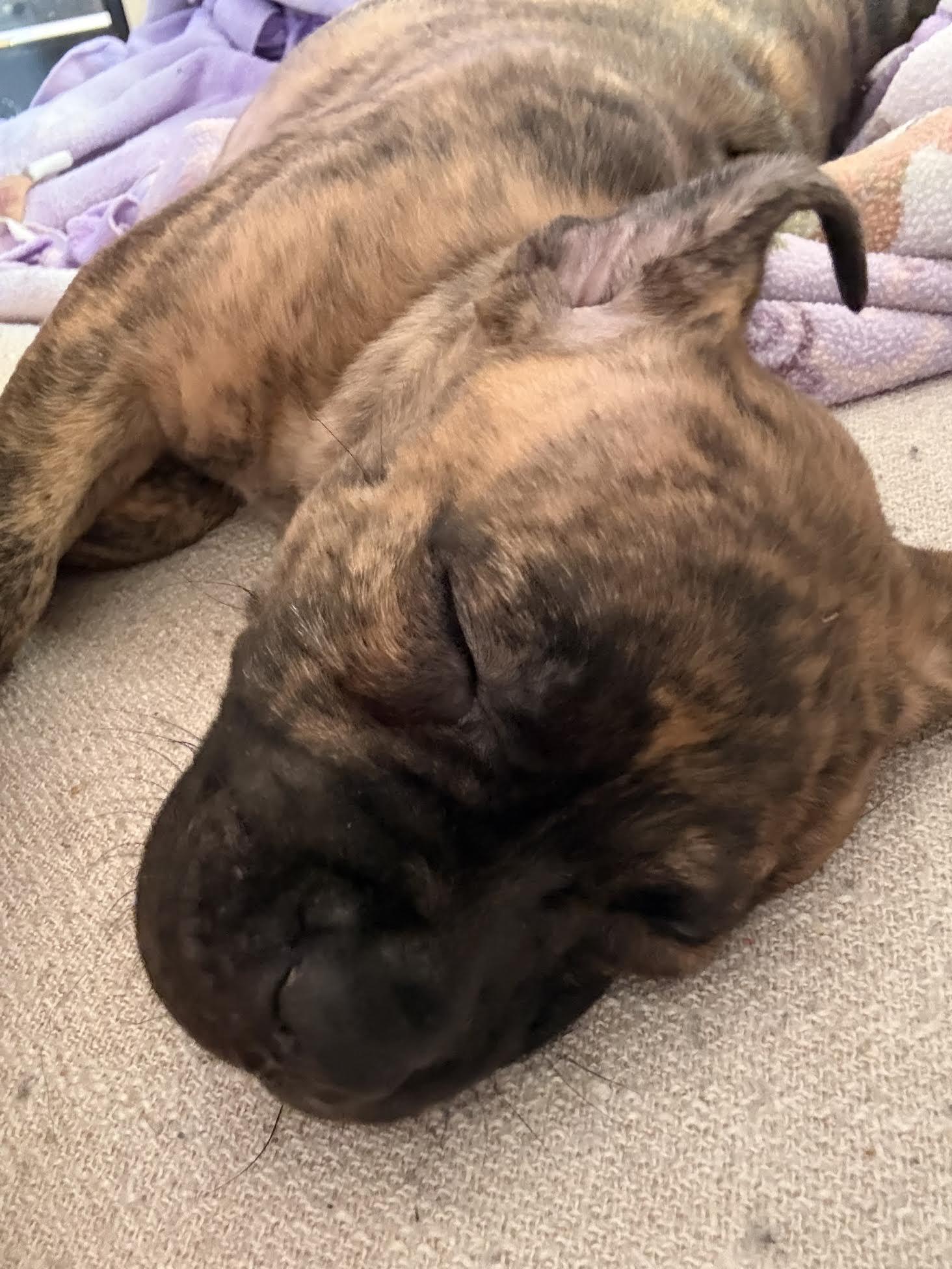 Moose, a ADOPTABLE mixed breed in Las Vegas, NV image 2/3
