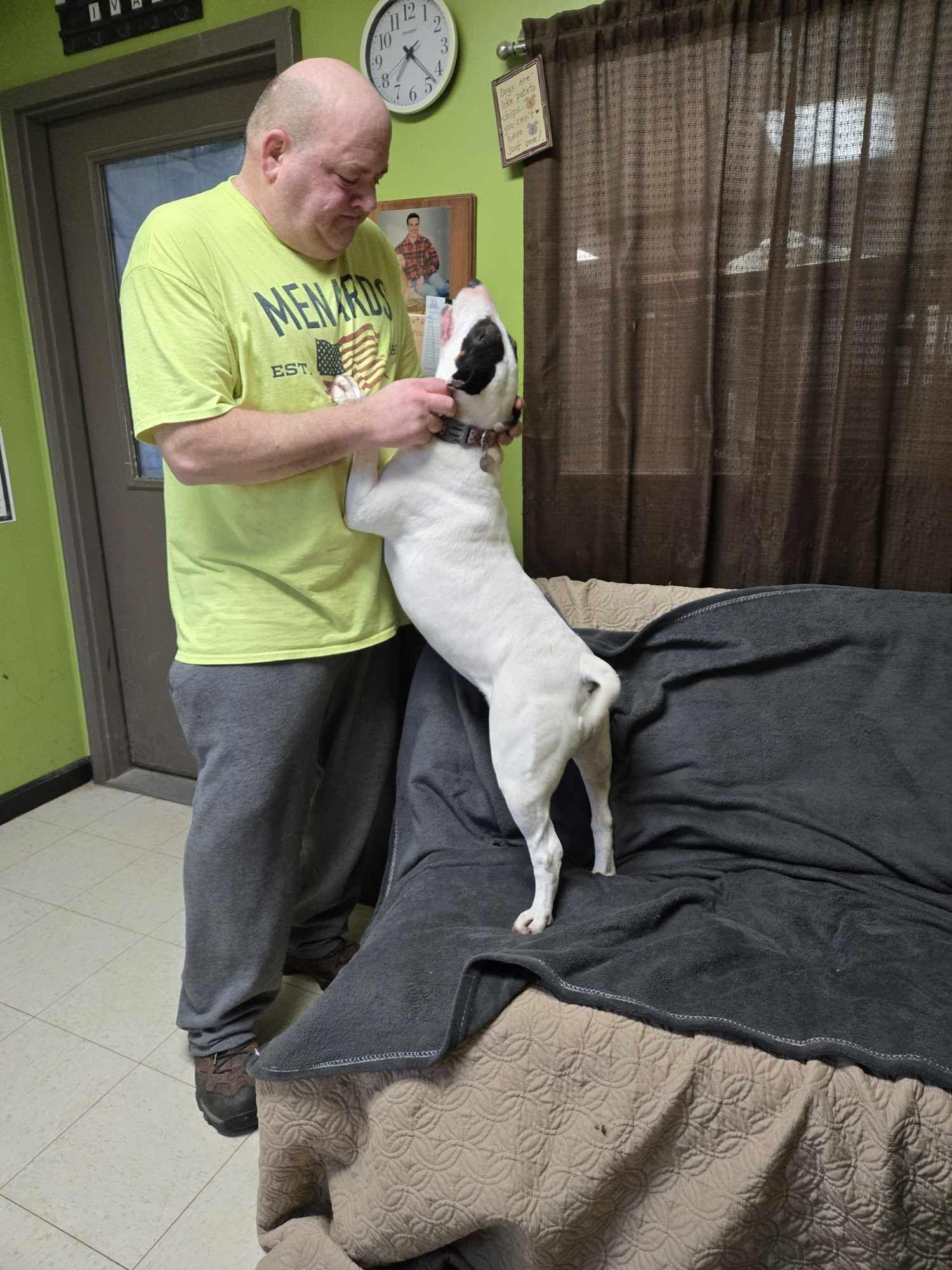 Enlarge Kenzie, a Adoptable Bull Terrier in La Salle, IL image 1/5