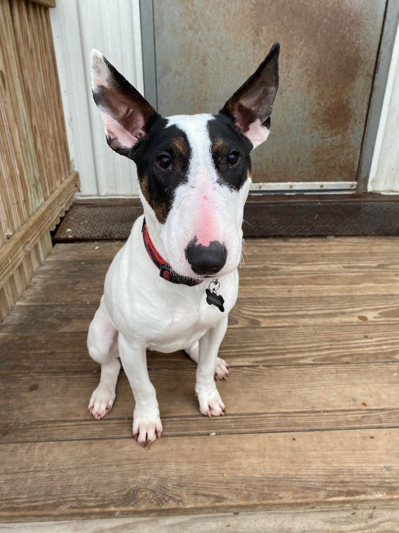 Enlarge Kenzie, a Adoptable Bull Terrier in La Salle, IL image 4/5