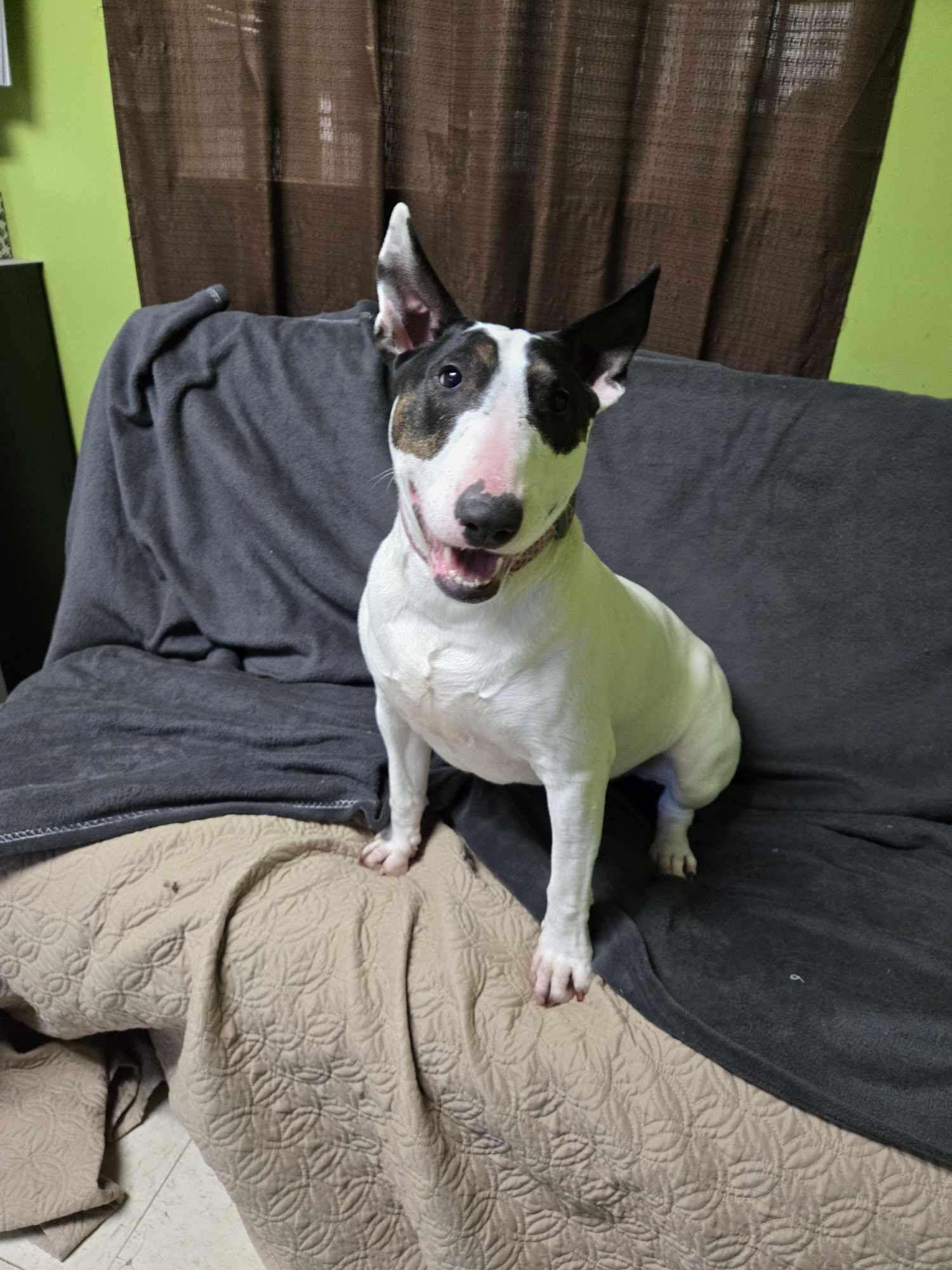Kenzie, Adoptable, Adult Female Bull Terrier.