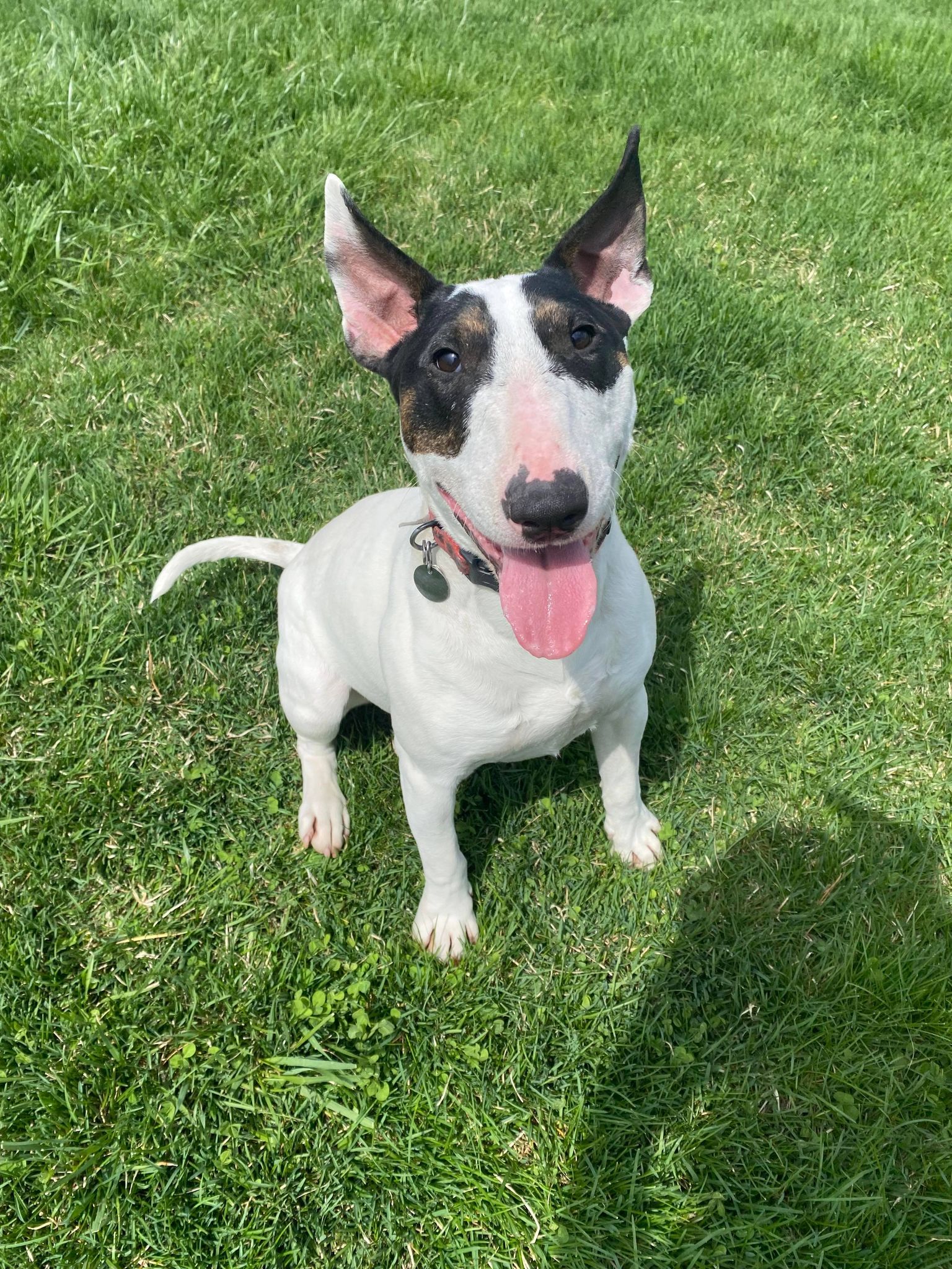 Enlarge Kenzie, a Adoptable Bull Terrier in La Salle, IL image 3/5