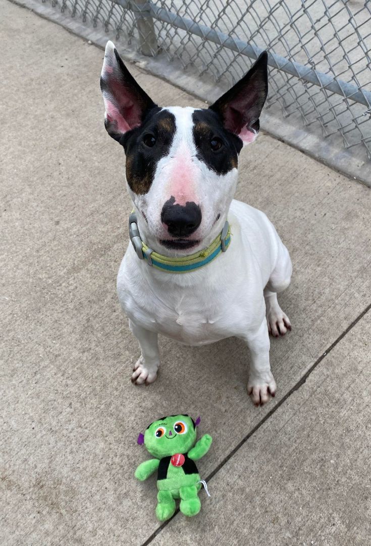 Enlarge Kenzie, a Adoptable Bull Terrier in La Salle, IL image 5/5