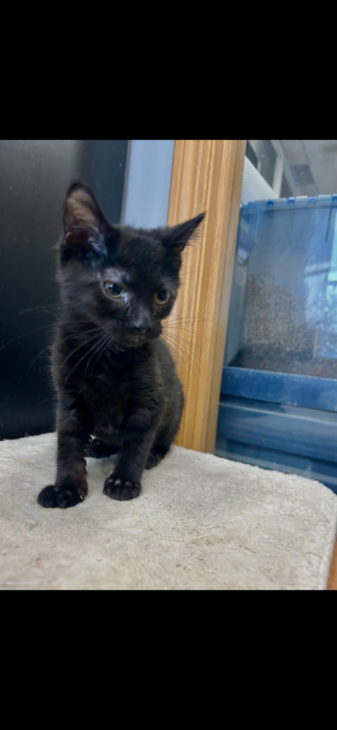 Enlarge Clove, an adopted Domestic Short Hair in Mokena, IL image 1/1