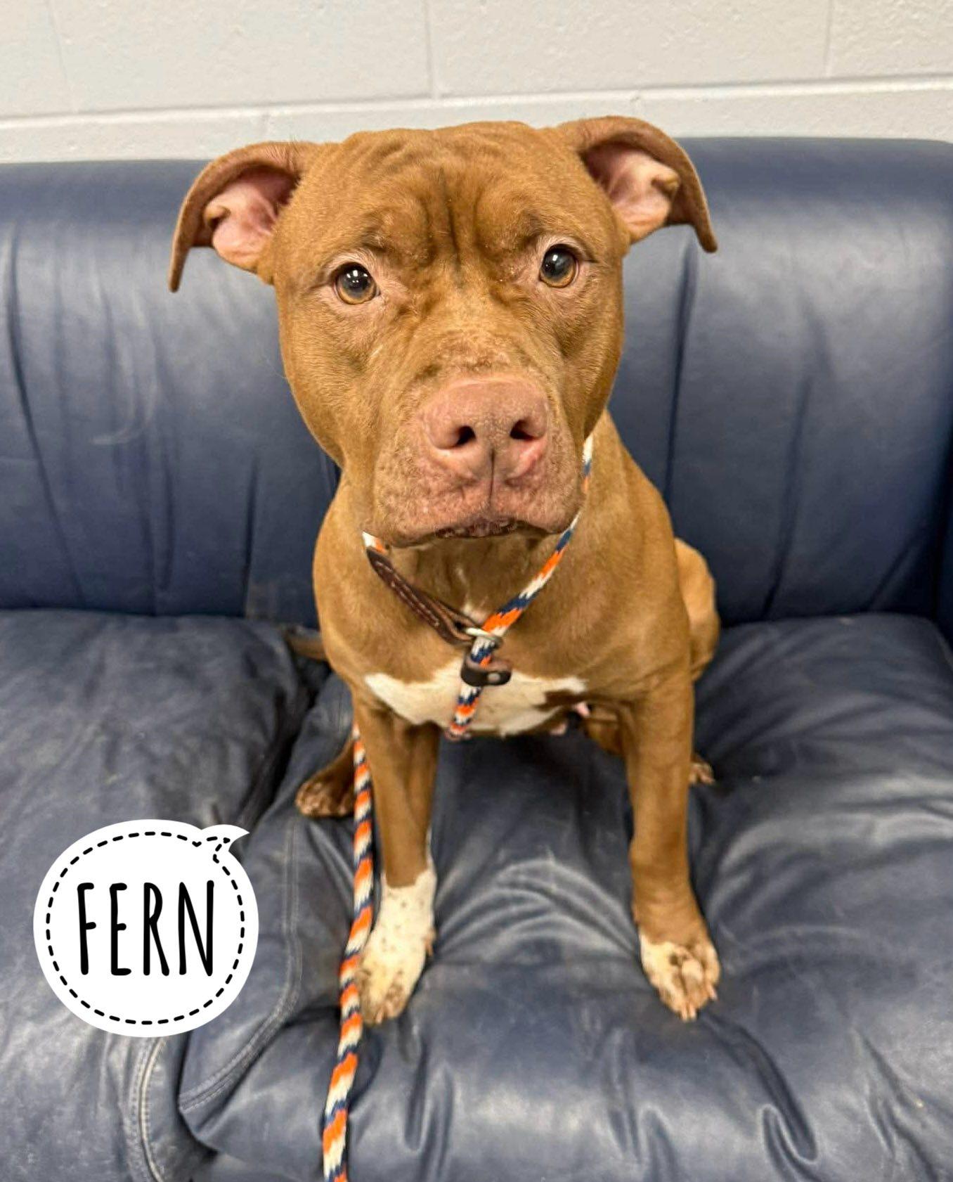 Fern, ADOPTABLE, Adult Female Mixed Breed.