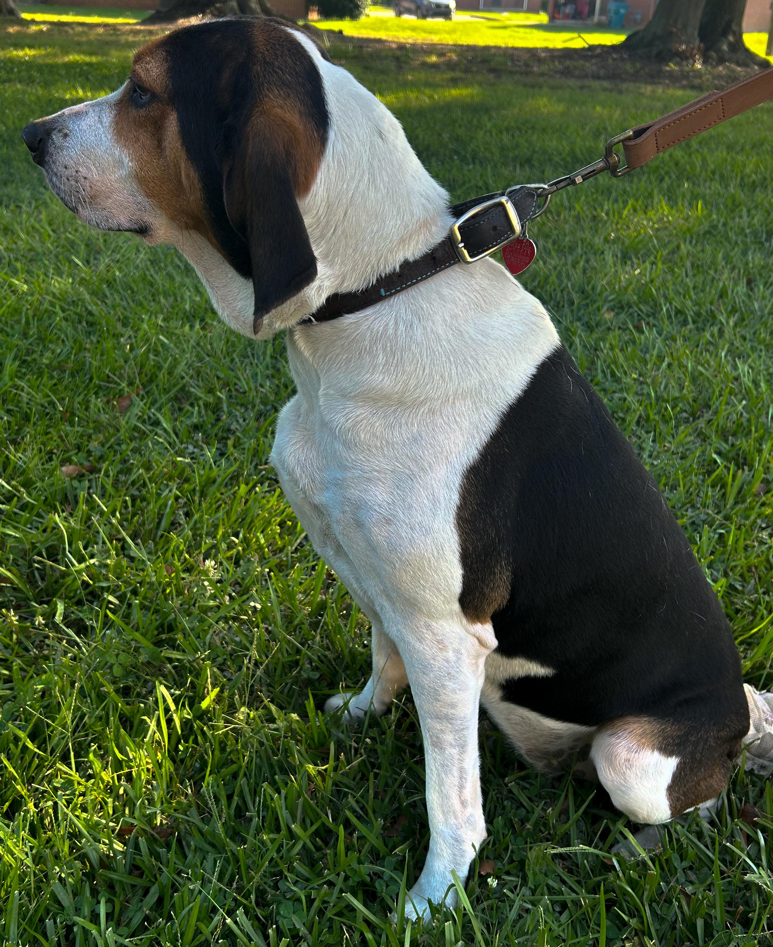 Henrietta & Daisy thumbnail 4