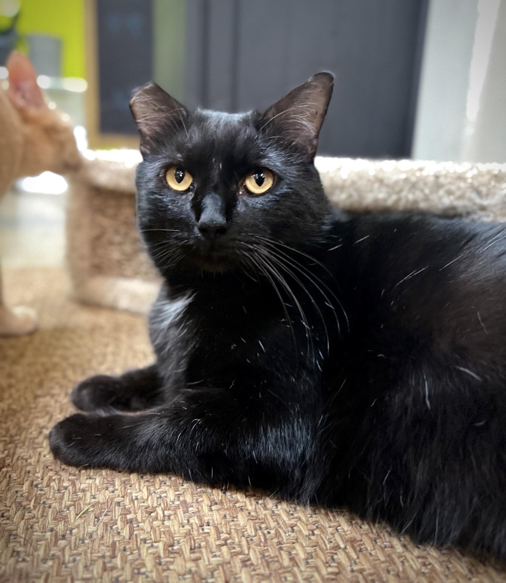 Enlarge Nolan (bonded to Cottontail), a Adoptable mixed breed in Austin, TX image 3/6