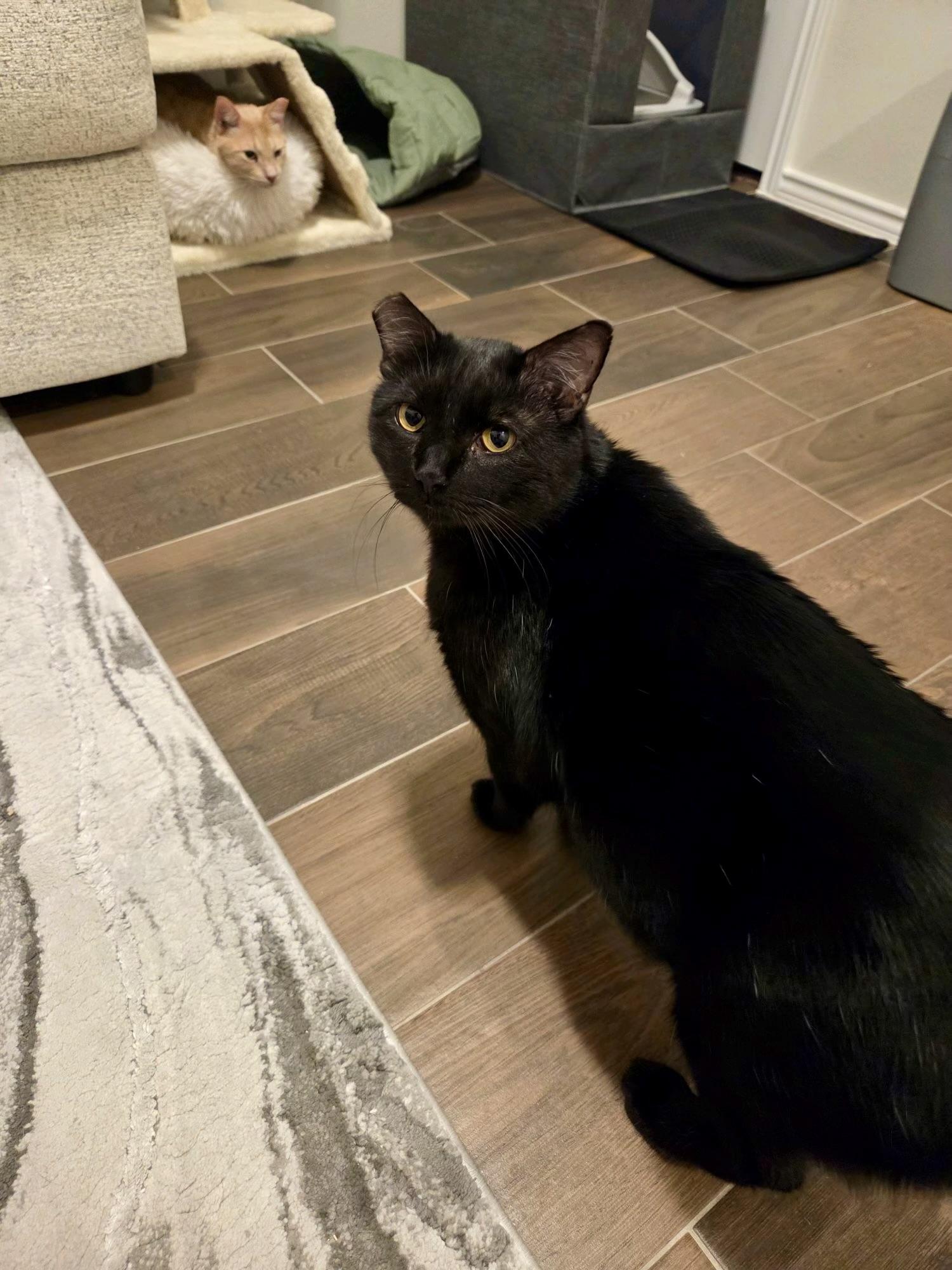 Enlarge Nolan (bonded to Cottontail), a Adoptable mixed breed in Austin, TX image 4/6