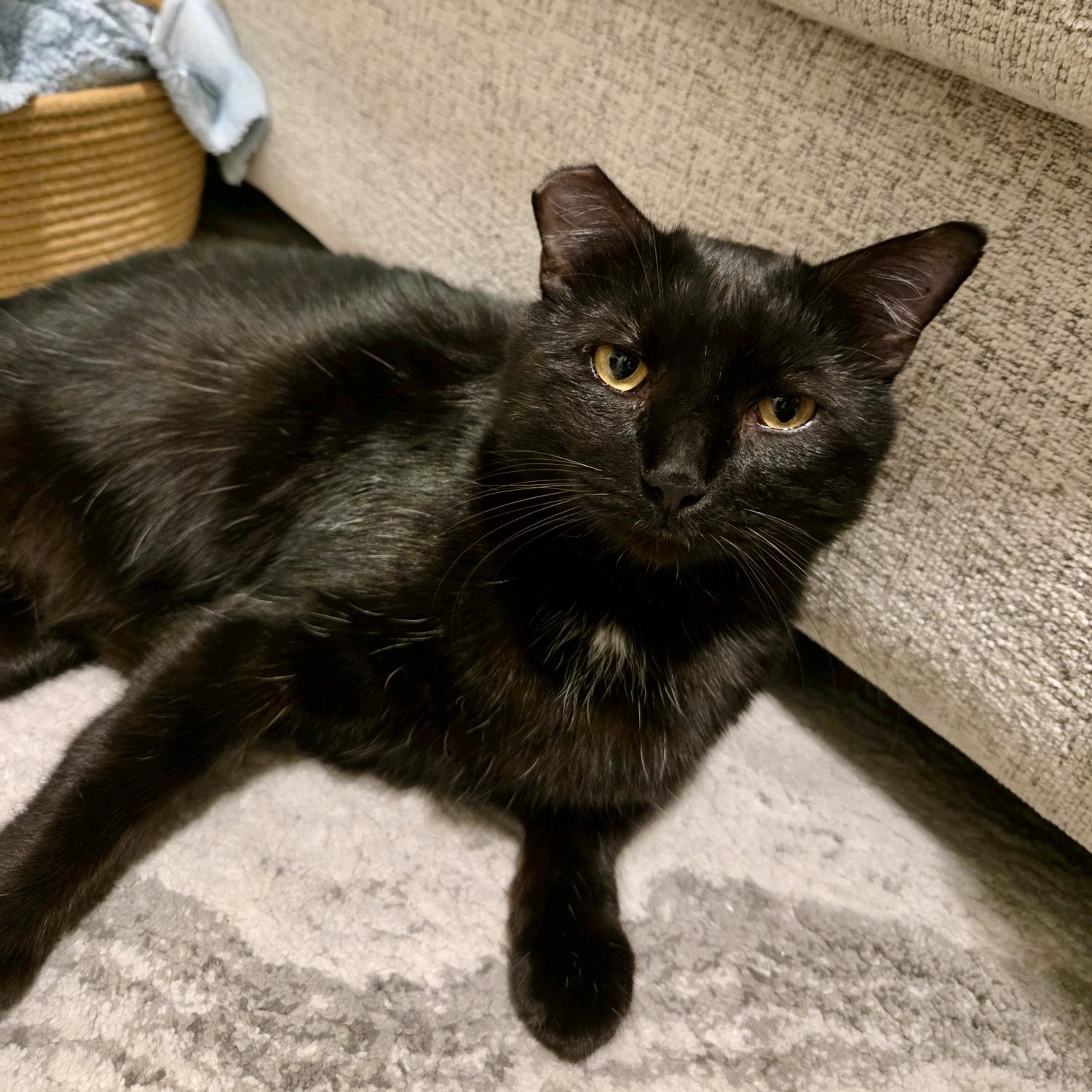 Nolan (bonded to Cottontail), Adoptable, Adult Male American Shorthair & Bombay.