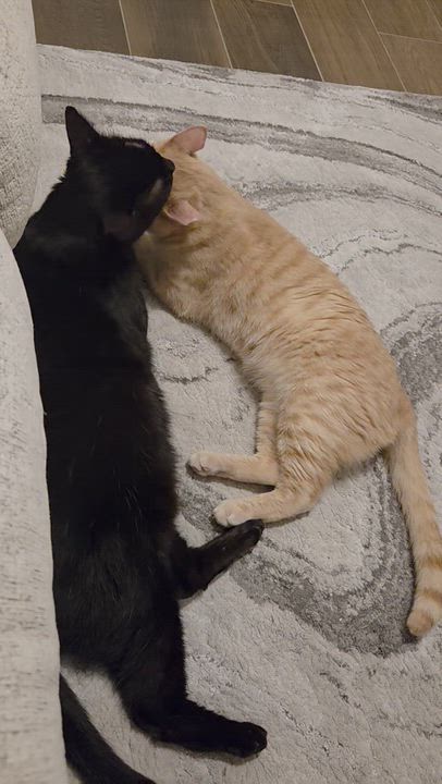 Enlarge Nolan (bonded to Cottontail), a Adoptable mixed breed in Austin, TX video 6/6