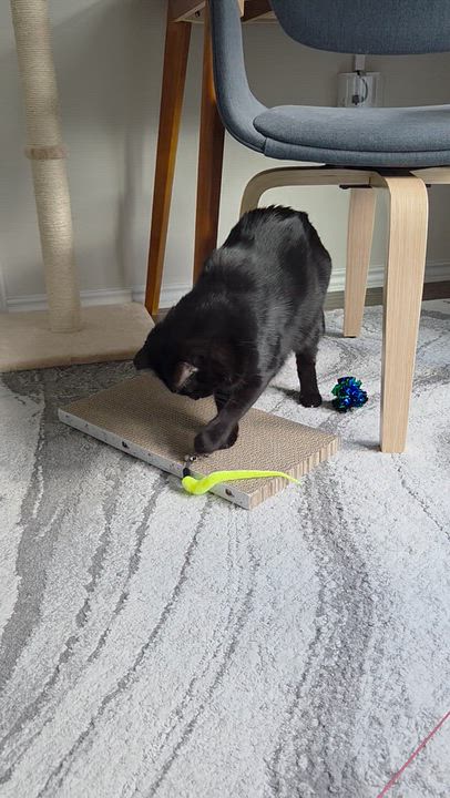 Enlarge Nolan (bonded to Cottontail), a Adoptable mixed breed in Austin, TX video 5/6