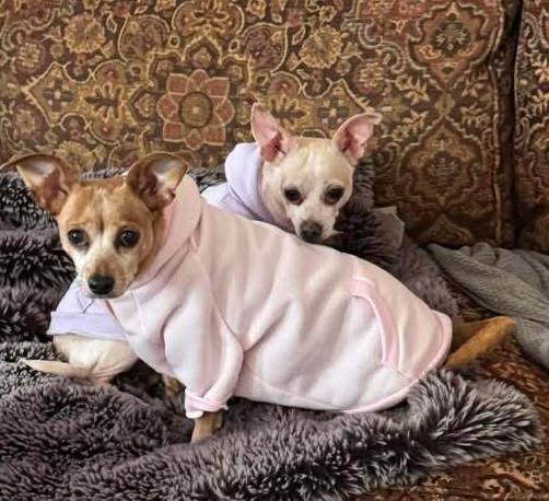 Momo, Adoptable, Senior Female Chihuahua.