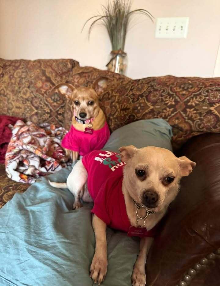 Enlarge Momo, a Adoptable mixed breed in Woodbridge, VA image 3/4