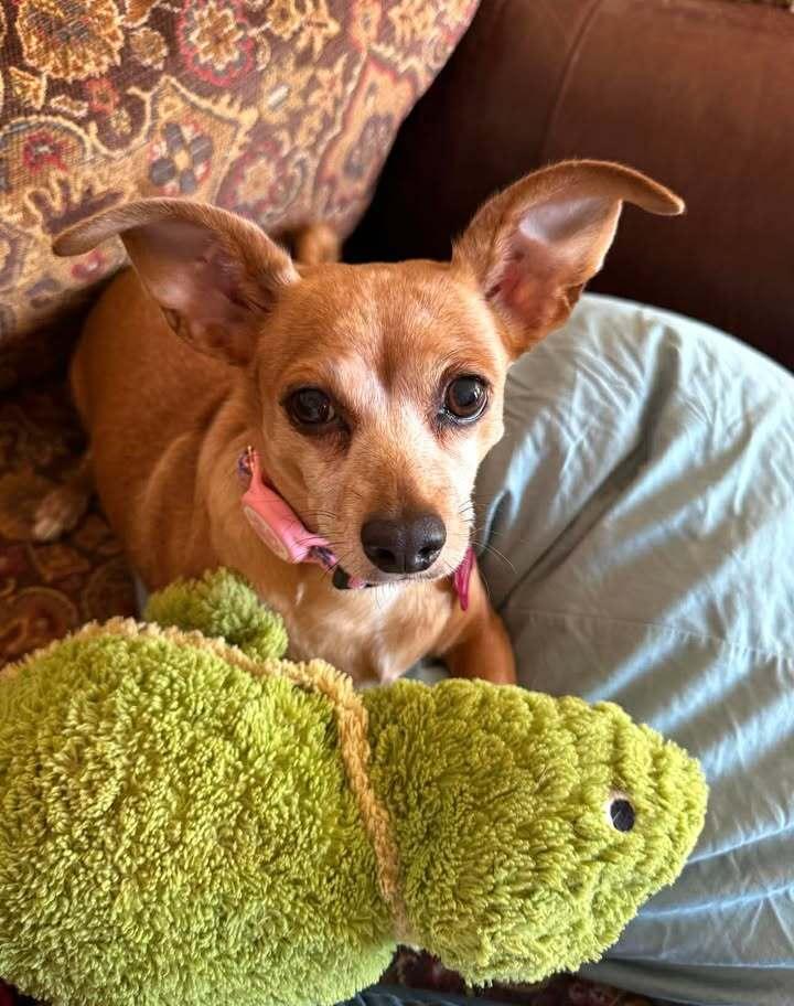 Enlarge Momo, a Adoptable mixed breed in Woodbridge, VA image 4/4