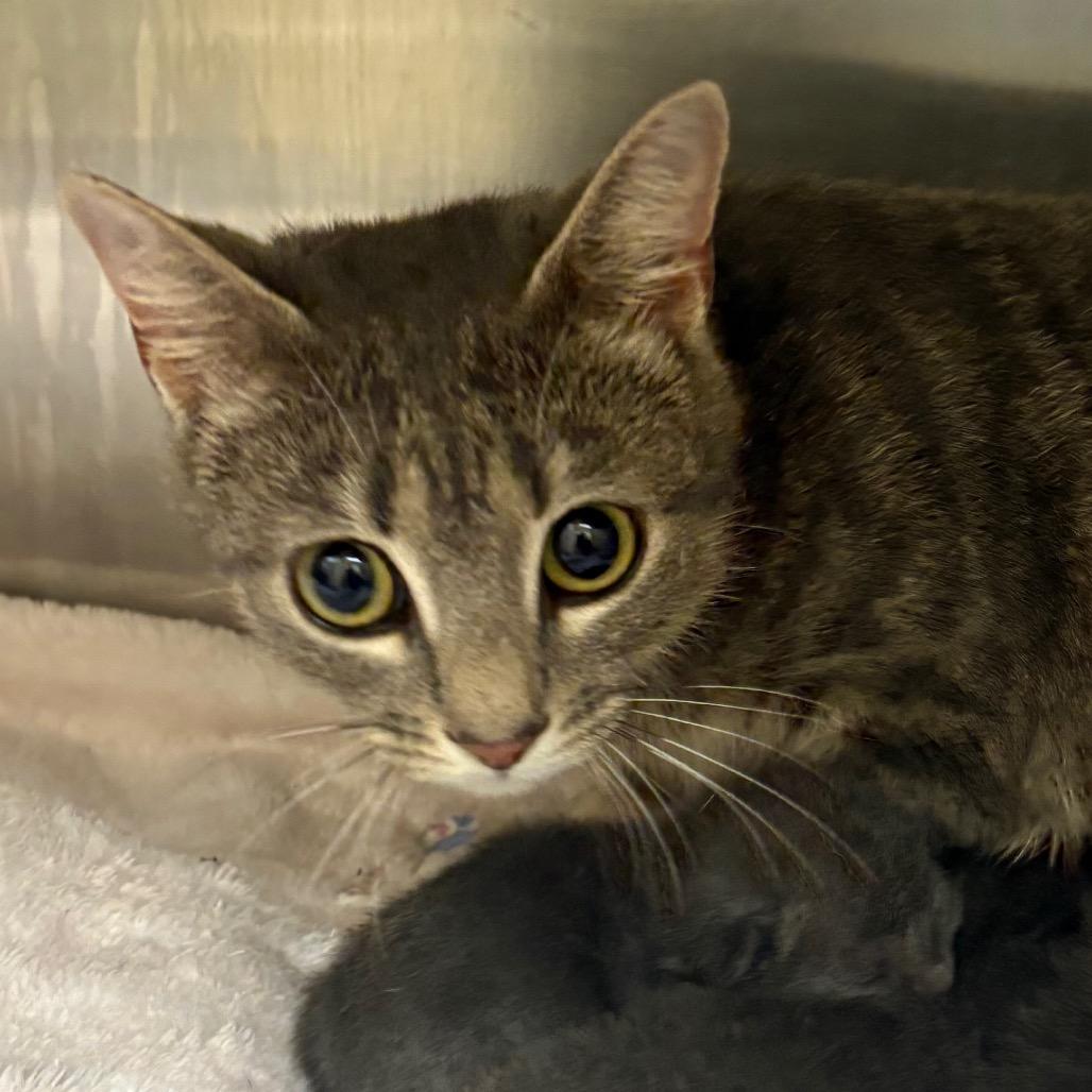 Enlarge Aurora, a Adoptable Domestic Short Hair in Winston Salem, NC image 1/2