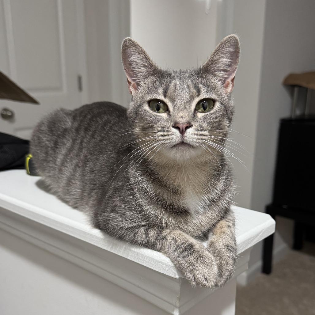 Enlarge Aurora, a Adoptable Domestic Short Hair in Winston Salem, NC image 2/2