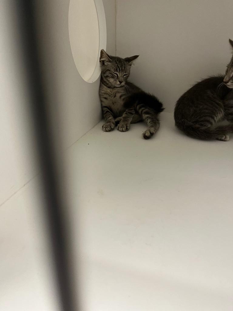 Sassy, Adoptable, Kitten Female Domestic Short Hair.