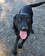 Enlarge Mr. Goober, a ADOPTABLE Black Labrador Retriever in Hamilton, MT image 4/4
