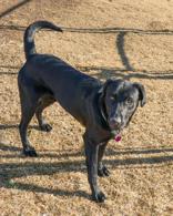 Enlarge Mr. Goober, a ADOPTABLE Black Labrador Retriever in Hamilton, MT image 3/4