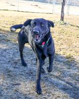 Mr. Goober, ADOPTABLE, Adult Male Black Labrador Retriever.
