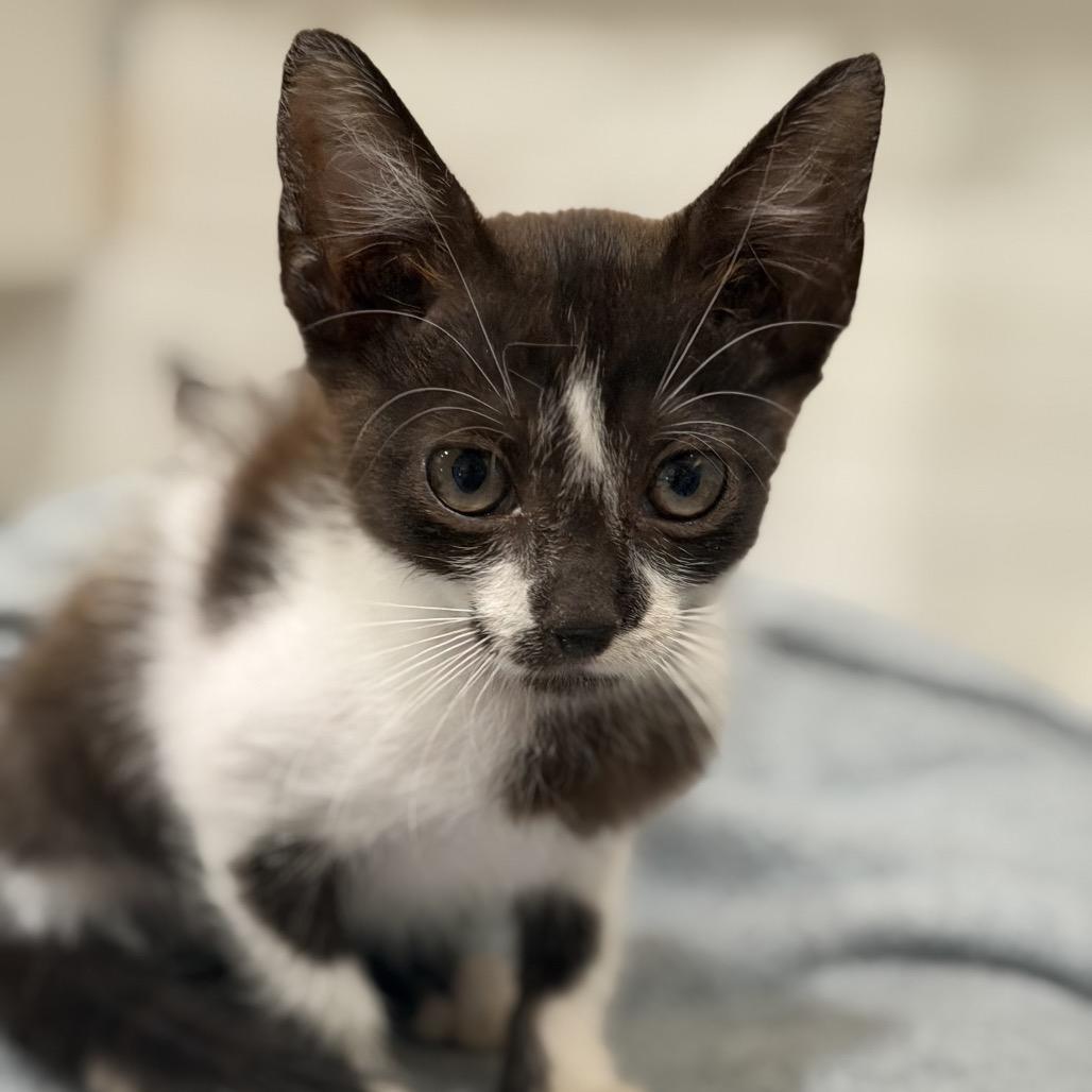 PRETZEL, Adoptable, Kitten Female Domestic Medium Hair.