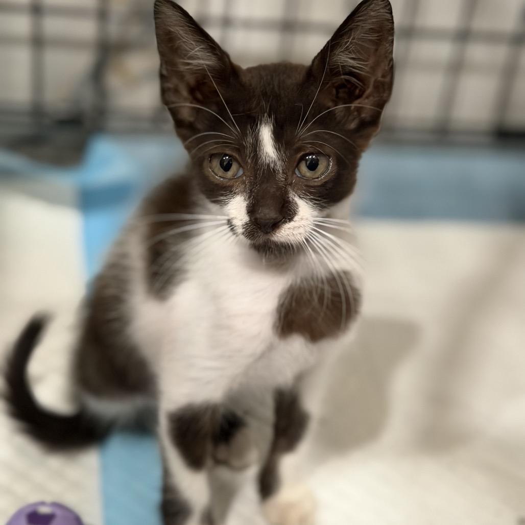 Enlarge PRETZEL, a Adoptable Domestic Medium Hair in Wellington, FL image 2/4