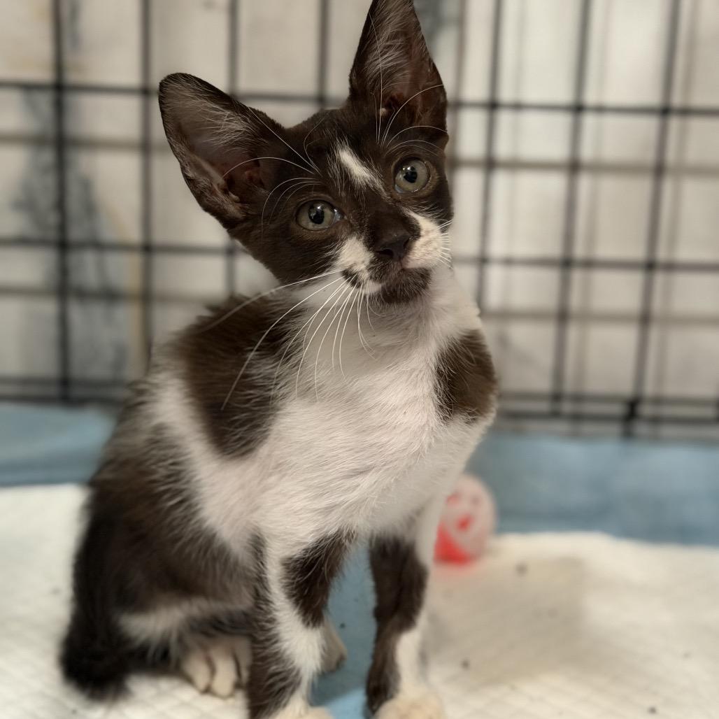 Enlarge PRETZEL, a Adoptable Domestic Medium Hair in Wellington, FL image 3/4