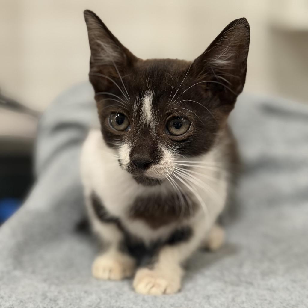 Enlarge PRETZEL, a Adoptable Domestic Medium Hair in Wellington, FL image 4/4
