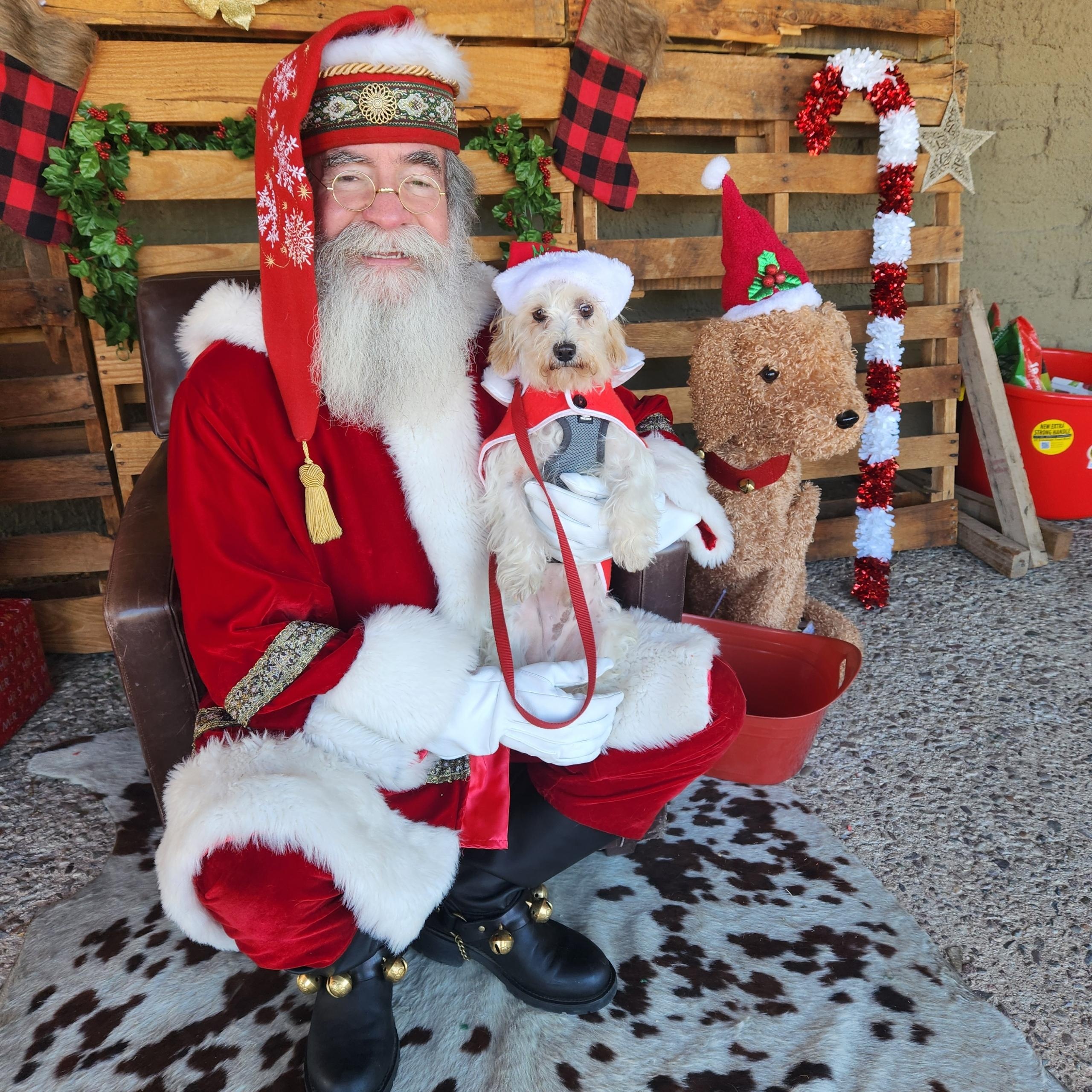 Bonito, a Adoptable mixed breed in Tucson, AZ image 1/5