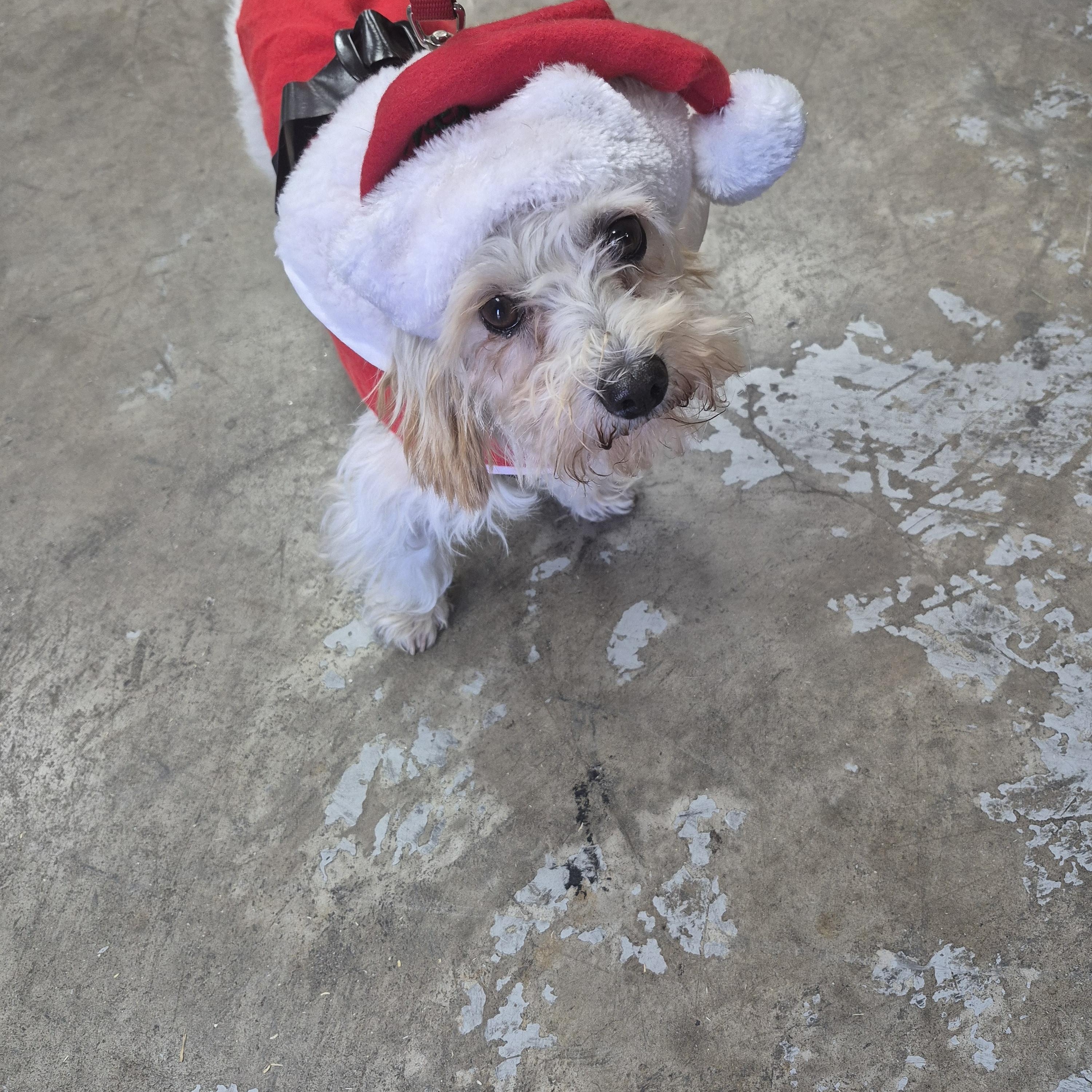 Bonito, a Adoptable mixed breed in Tucson, AZ image 2/5