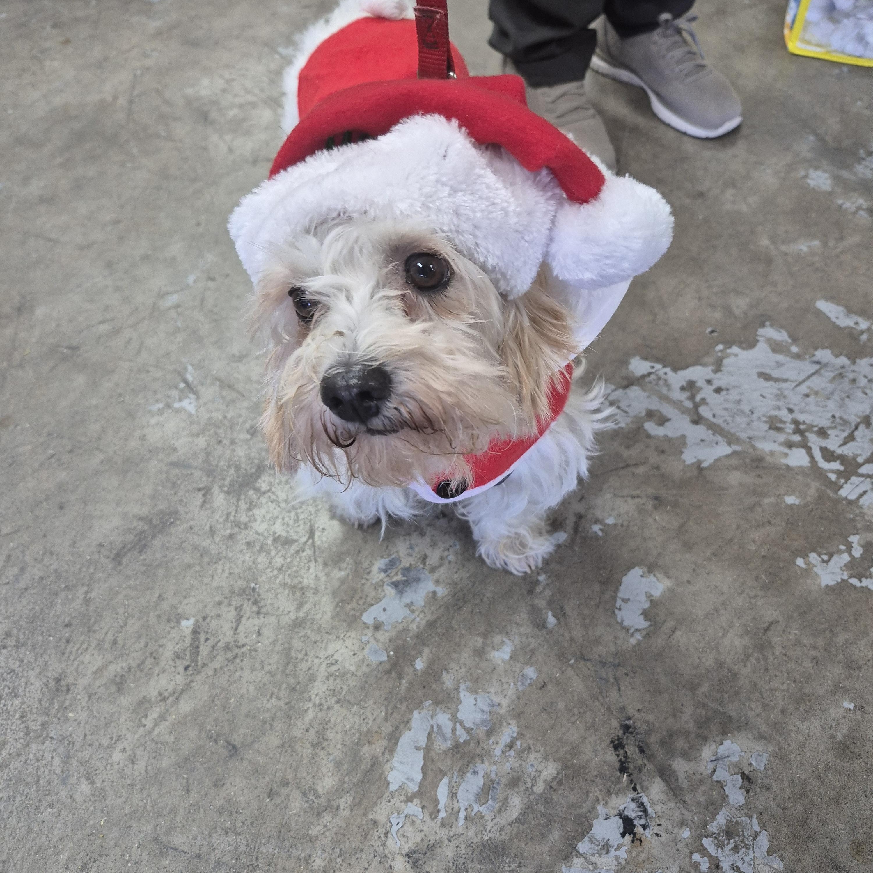 Bonito, a Adoptable mixed breed in Tucson, AZ image 4/5