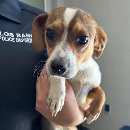 Enlarge 26-735, a Adoptable mixed breed in Los Banos, CA image 1/1