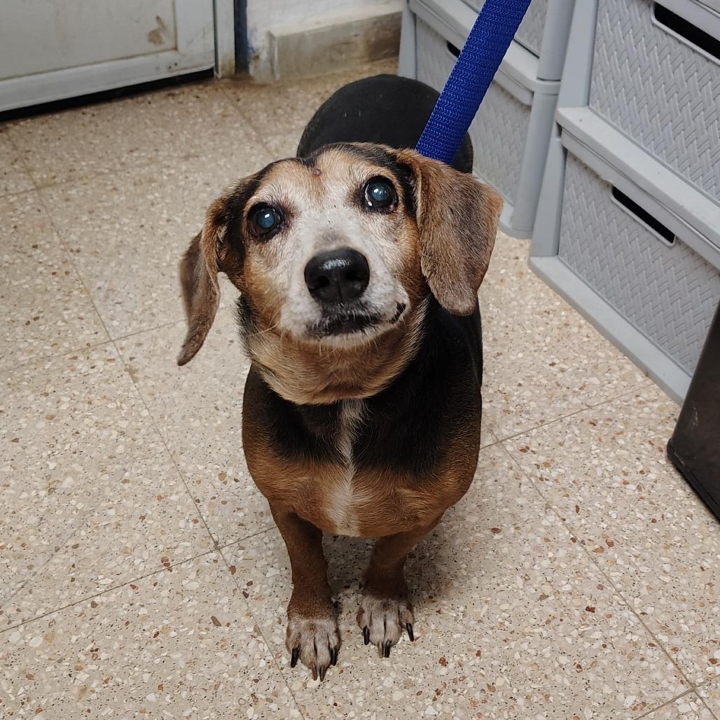 Enlarge Ferry, a Adoptable mixed breed in Morristown, NJ image 1/2