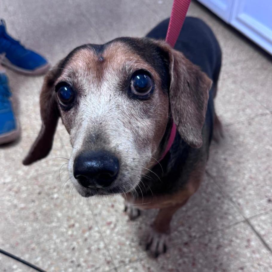 Enlarge Ferry, a Adoptable mixed breed in Morristown, NJ image 2/2