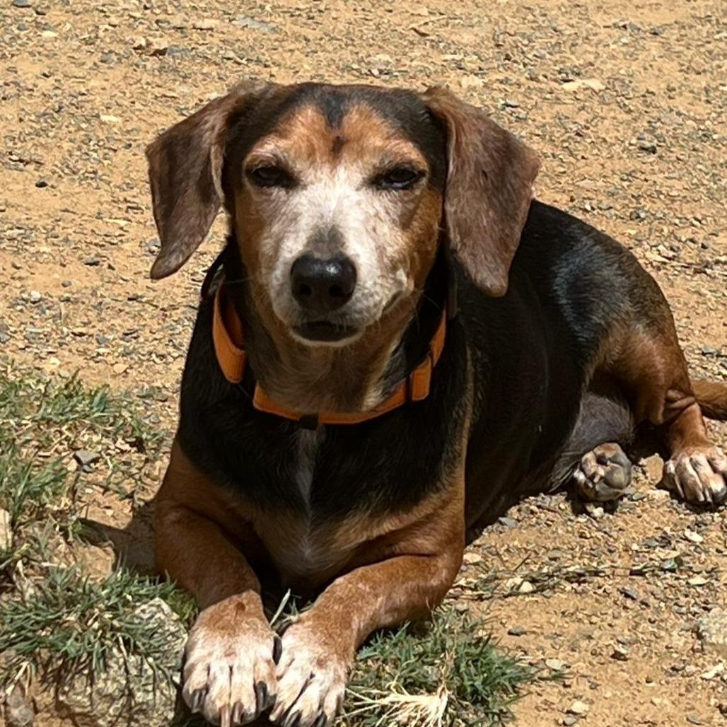 Enlarge Ferry, a Adoptable mixed breed in Morristown, NJ image 2/4