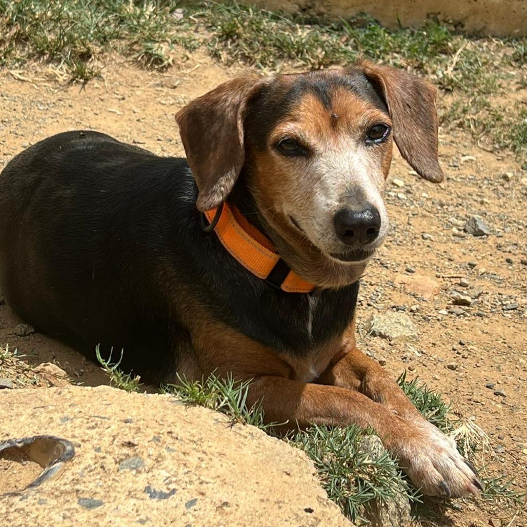 Enlarge Ferry, a Adoptable mixed breed in Morristown, NJ image 3/4
