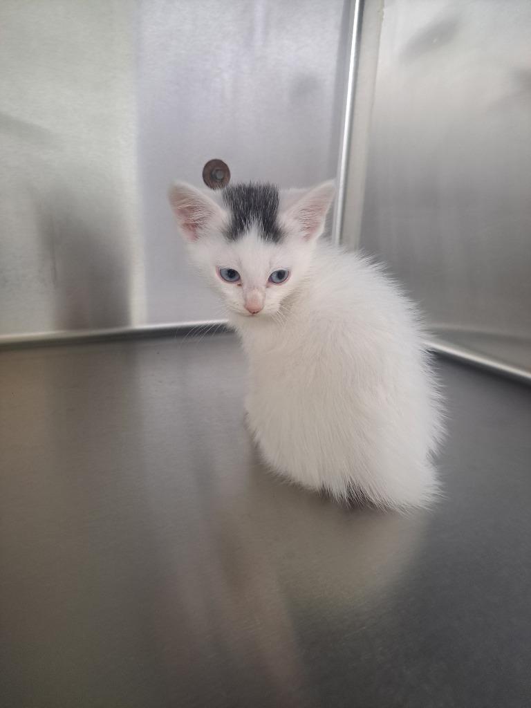 Domino, Adoptable, Kitten Male Domestic Medium Hair.