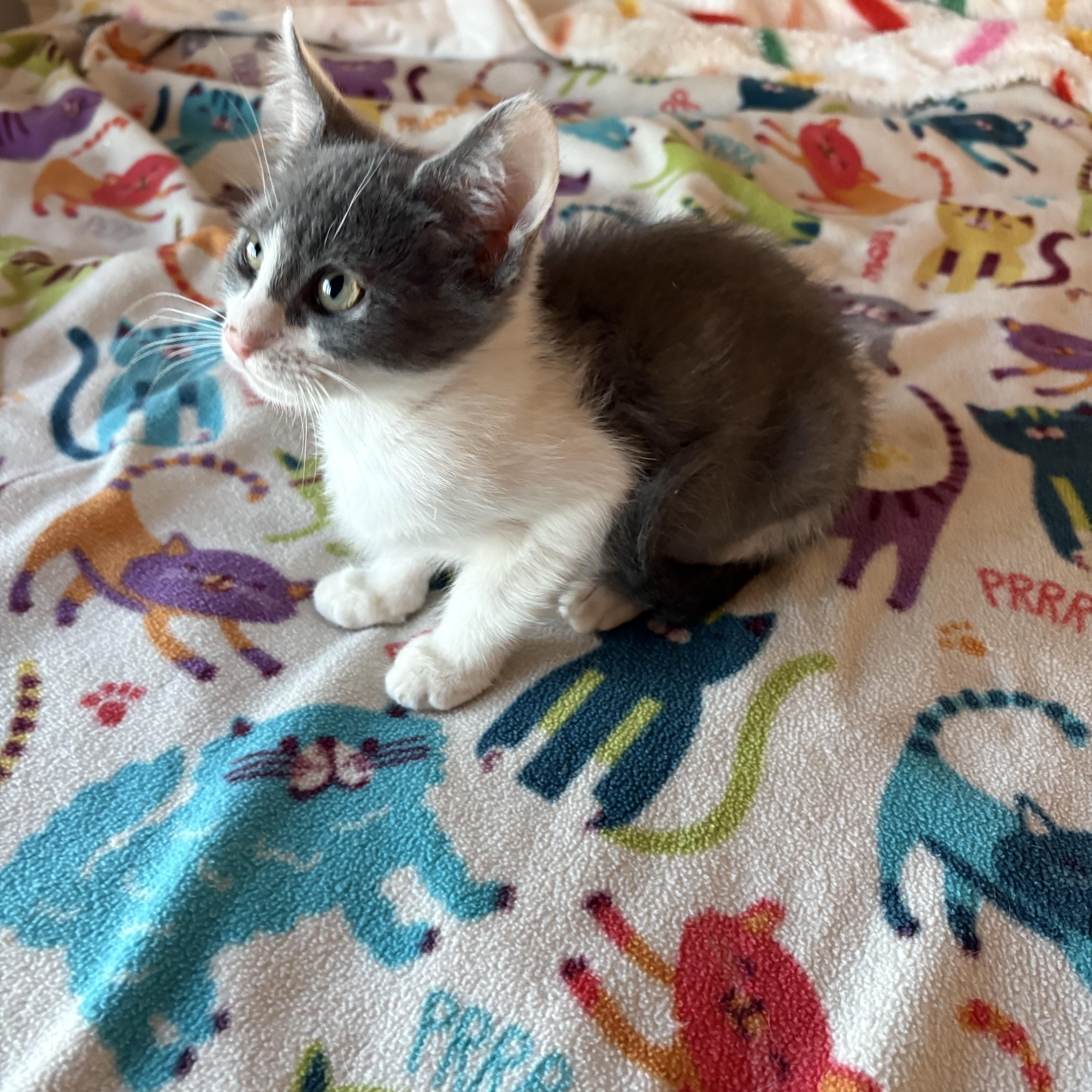 Enlarge Brick, a ADOPTABLE Domestic Short Hair in SCOTTSDALE, AZ image 2/3