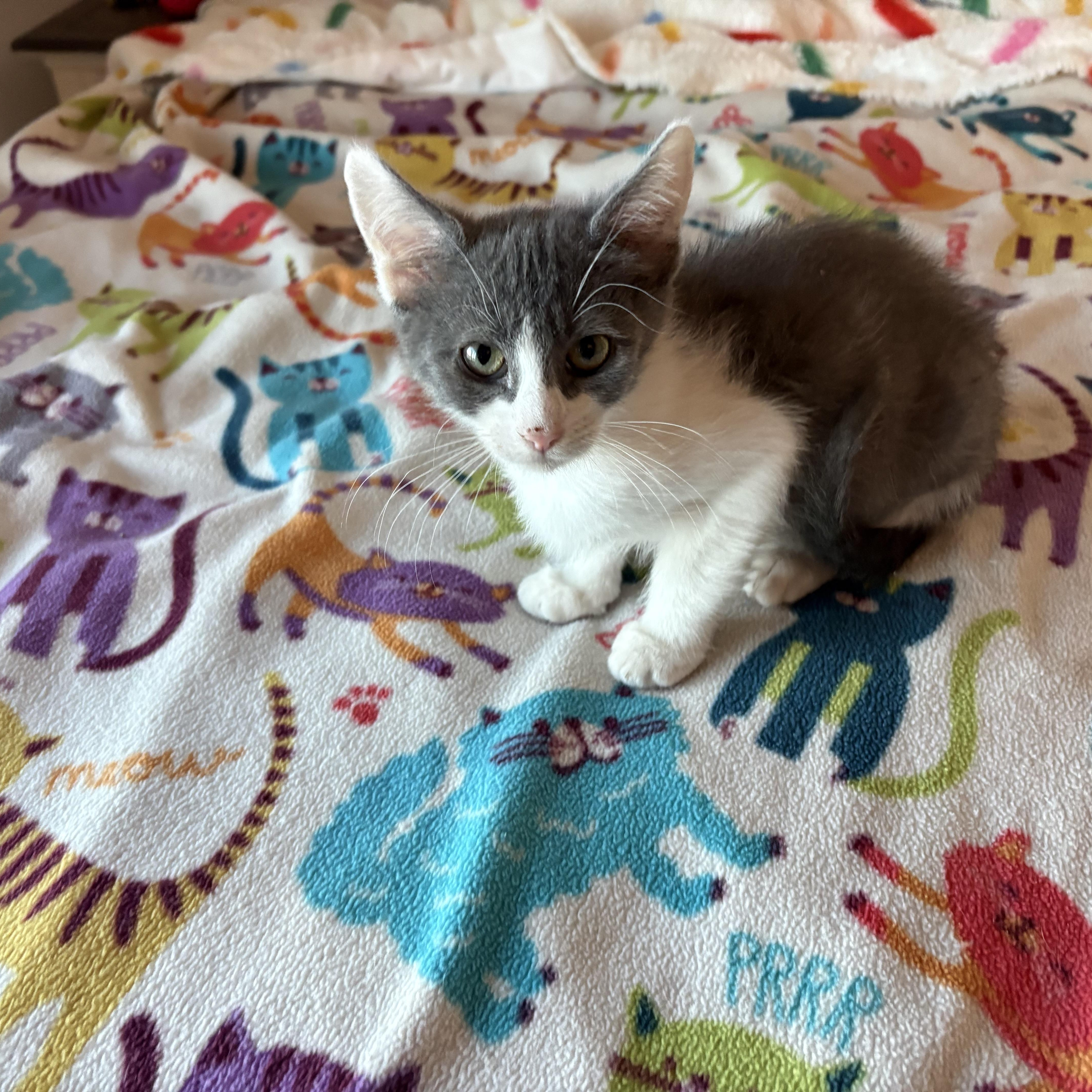 Enlarge Brick, a ADOPTABLE Domestic Short Hair in SCOTTSDALE, AZ image 1/3