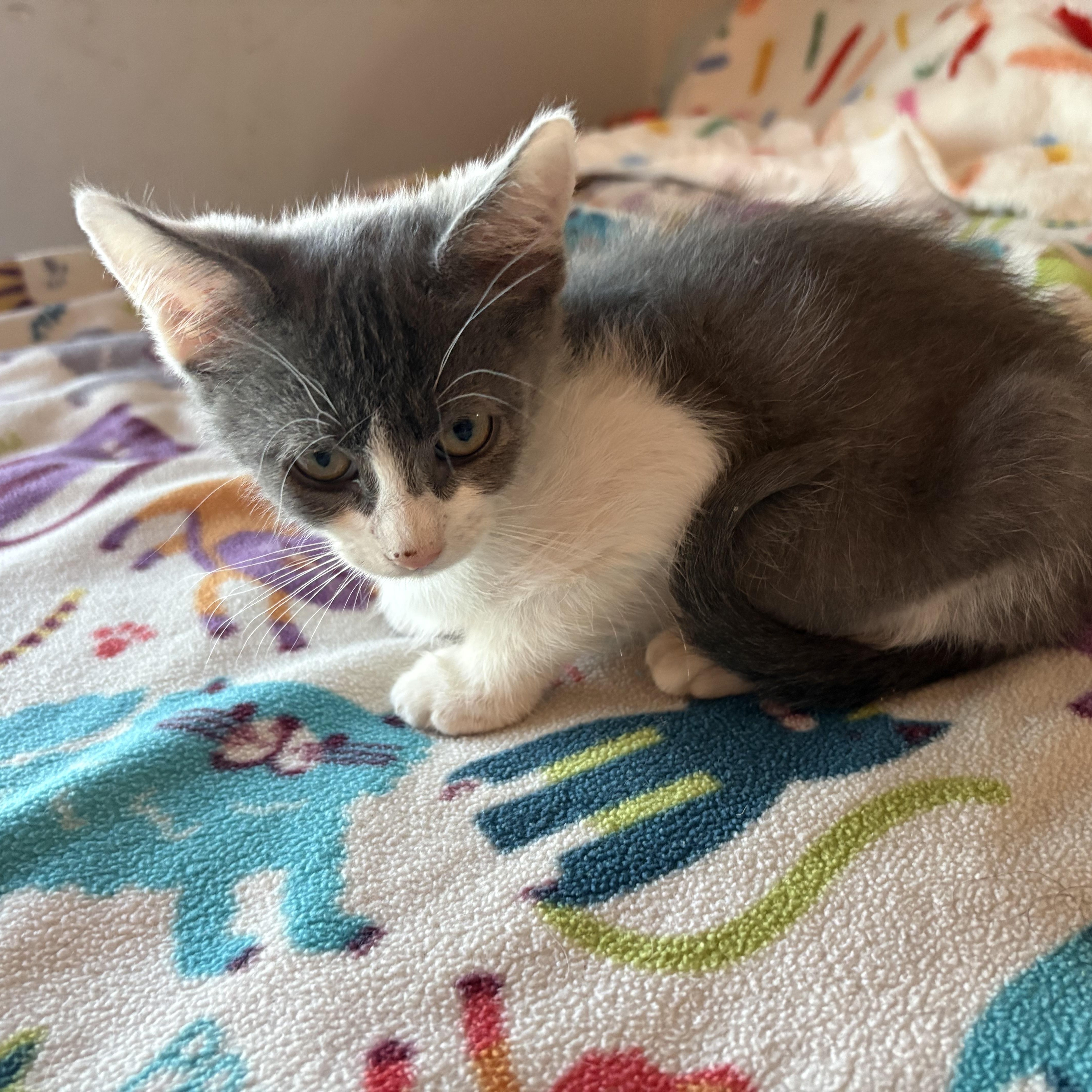 Enlarge Brick, a ADOPTABLE Domestic Short Hair in SCOTTSDALE, AZ image 3/3
