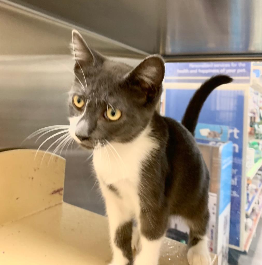 Leo, a Adoptable mixed breed in Cumming, GA image 1/4