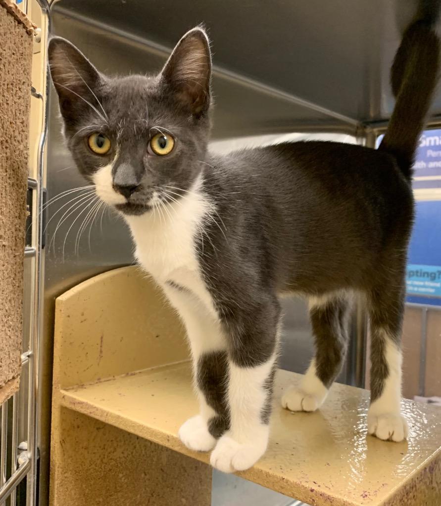 Leo, Adoptable, Young Male Domestic Short Hair.