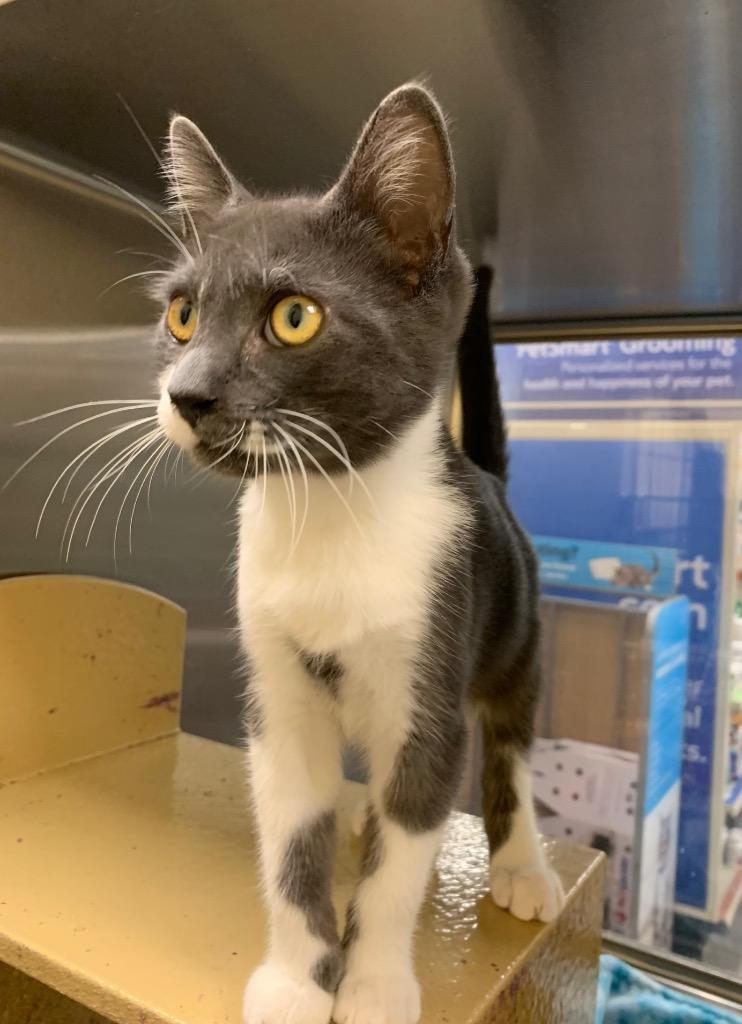 Leo, a Adoptable mixed breed in Cumming, GA image 2/4