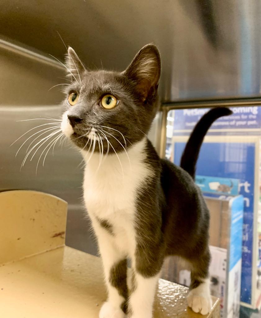 Leo, a Adoptable mixed breed in Cumming, GA image 4/4